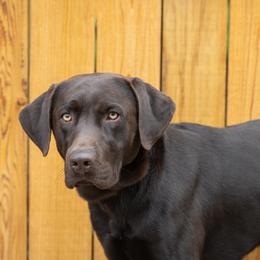 Gibson - Labrador Retriever