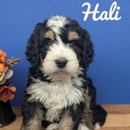 Hali - Tri-color female Bernedoodle puppy in Lancaster, Minnesota from Richardville Hunde