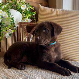 Cavana - Brown female Chesapeake Bay Retriever puppy in Ulen, Minnesota from North Wind Gundogs
