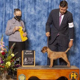 Border Terriers from Hardtack