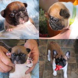 French Bulldog Puppies from Legend French Bulldogs