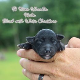 Boy 1 - Black male Whoodle puppy in Youngstown, Florida from Wonderland’s Boujie Kennels