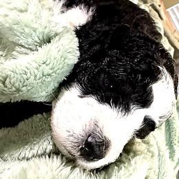 Blossom - Tri-color female Bernedoodle puppy in Mint Hill, North Carolina from Ball-Y-Hoo Bernedoodles