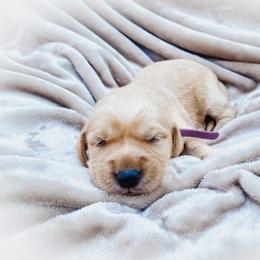 Goldendoodle Puppies from Peachy Doodles