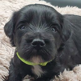 Boy 2 Mr. Lime - Black Schnoodle puppy in Leitchfield, Kentucky from Eveleigh Acres Puppies