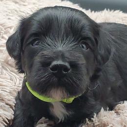 Boy 2 Mr. Lime - Black Schnoodle puppy in Leitchfield, Kentucky from Eveleigh Acres Puppies