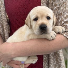 Cadie - Yellow female Labrador Retriever puppy in Rochester, New Hampshire from Merrydale Labradors
