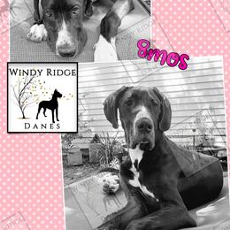 Great Dane Puppies from Windy Ridge Danes