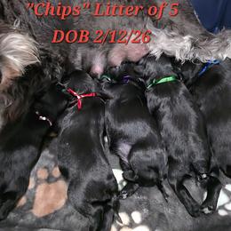 Sun Chips - Black female Miniature Schnauzer puppy in San Diego, California from SoCal Beards and Brows
