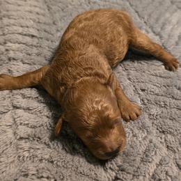 Rowan - Red  male Poodle puppy in Windom, Texas from Wild Farm Puppies