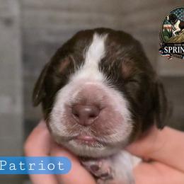 Patriot - Tri-Roan male English Springer Spaniel puppy in Ocoee, Tennessee from Ocoee Mountain Springers