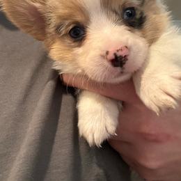 Garth - Blue merle and white male American Corgi puppy in Orangevale, California from Corgis of the Heart