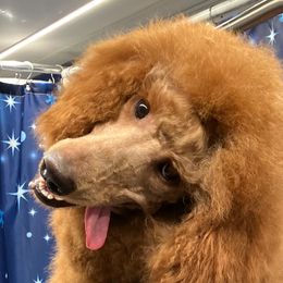 Ruby - Goldendoodle