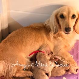 AKC Hunter (Green) - Cream male Dachshund puppy in Jena, Louisiana from Amy’s Mini Doxies