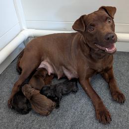 Patterdale Terrier puppies from Moormont Kennels