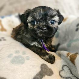 Poodle, Shichon, Shihpoo, Shih Tzu, and Shorkie Puppies from Ever After Tails