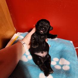 Orange collar - Black and white male Shichon puppy in Imperial, Missouri from Shichon Teddybear  puppies of Miss