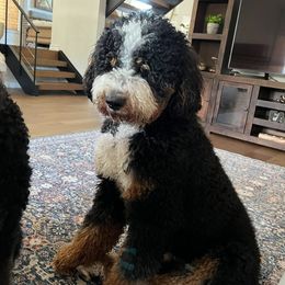 Bernedoodles from Palmer's Puppies