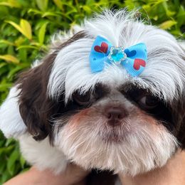 Belle - Liver and white female Shih Tzu puppy in Miami, Florida from Mayra’s Shih Tzus