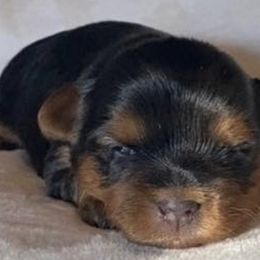 Yorkshire Terriers from Yorkie’s in Jay