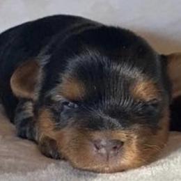 Yorkshire Terriers from Yorkie’s in Jay