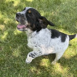 Rocket - Tri-Roan male English Springer Spaniel puppy in Torrington, Wyoming from Wyoming Springer Spaniels