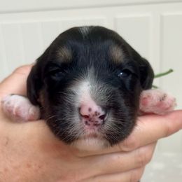 Green - Black and white male Sheepadoodle puppy in Archer, Florida from Gainesville Sheepadoodles