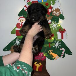 Justice- Green collar - Black and tan female German Shepherd puppy in Winterport, Maine from Vom Stevens Old Fashioned German Shepherds