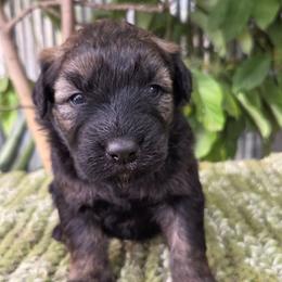 Elm - Fawn female Bouvier des Flandres puppy in Drury, Missouri from Black Bears Critters