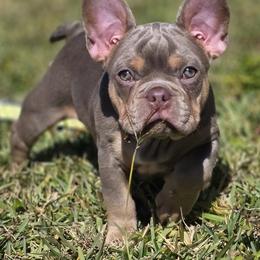 AKC French Bulldog Princess - Tricolors female French Bulldog puppy in Cape Coral, Florida from Taylor’s Frenchies LLC