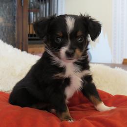 Stewart Little - Black tri male Miniature Australian Shepherd puppy in Osceola Mills, Pennsylvania from Grace River Aussies