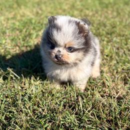 Simon - Blue merle male Pomeranian puppy in Scottsburg, Virginia from Summer Set Poms