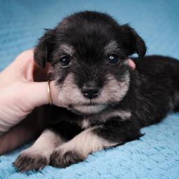 Mr. Orange - Salt and pepper male Miniature Schnauzer puppy in Queen Creek, Arizona from Chapman Schnauzers