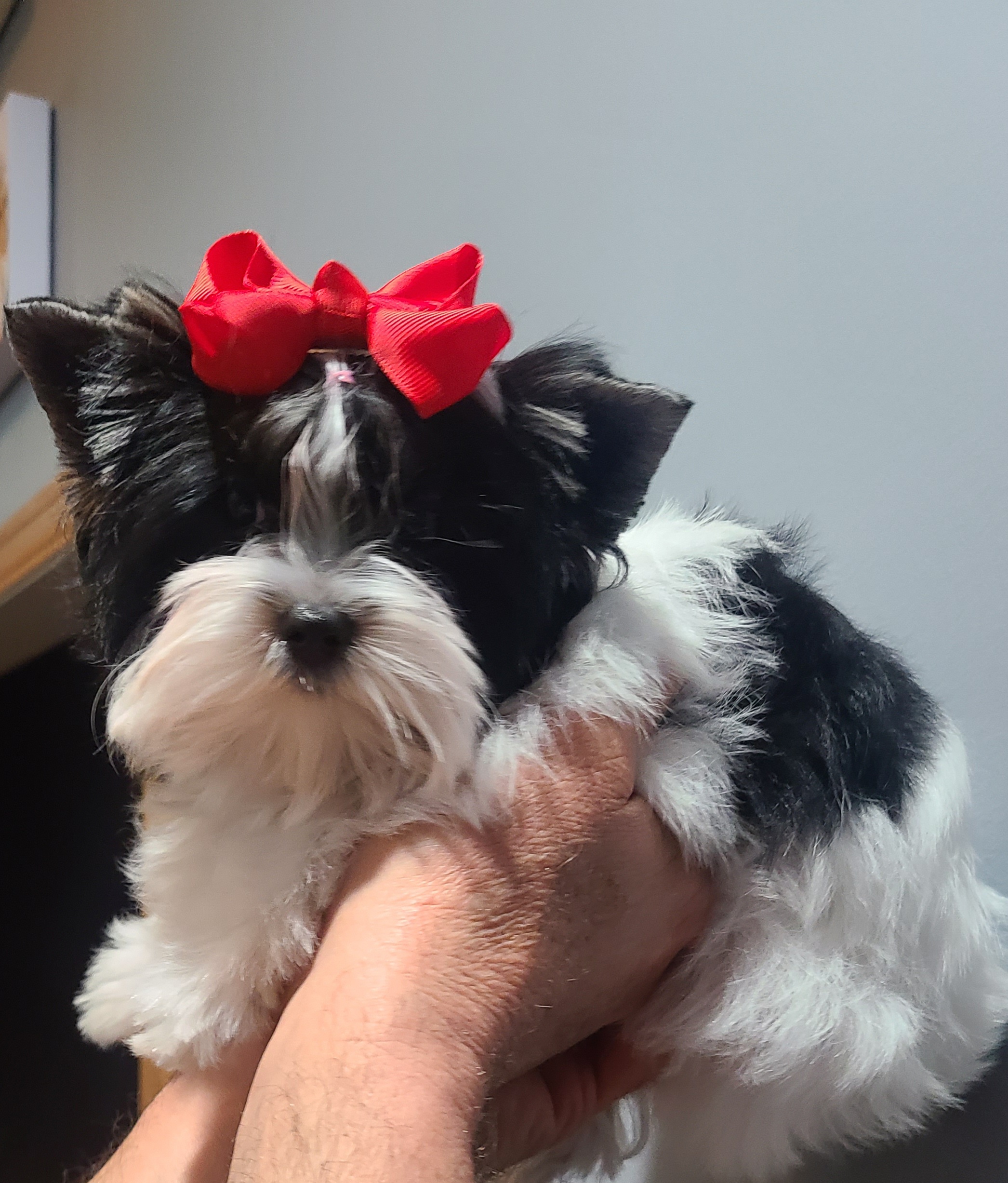 Yorkshire Terriers from Parti Yorkies of the Grove
