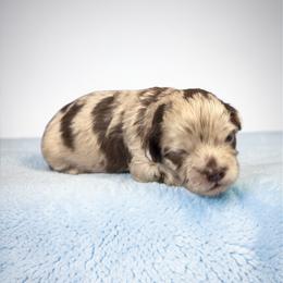 Rolo - Merle male Shihpoo puppy in Delphos, Ohio from Route 66 Poodles & Doodles, Sapphire Shih-tzu's of Ohio