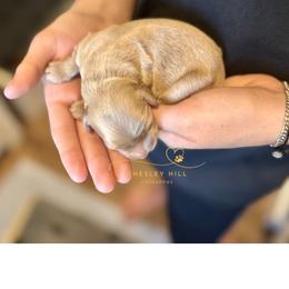 Cockapoo Puppies from Chesley Hill Cockapoos