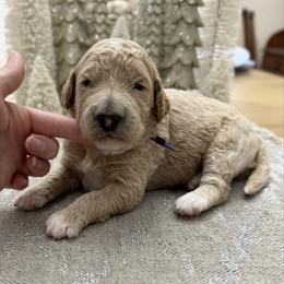 Sugar Plum (Purple Collar) - Cream female Goldendoodle puppy in Bay City, Texas from Charming Doods