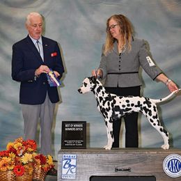 Dalmatian All Grown Up from Sweet Street Dalmatians