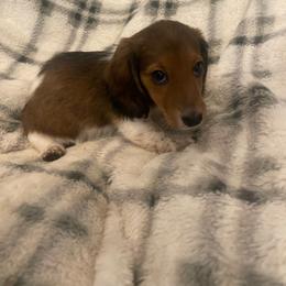 Freckles - Red female Dachshund puppy in Gainesville, Georgia from Emory Farms
