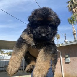 German Shepherd Puppies from Aguirre farm