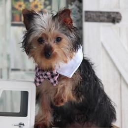 Boy 2 - male Yorkshire Terrier puppy in Hughesville, Missouri from Puppykiss4u