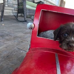 Kit - Brown and gray Wirehaired Pointing Griffon puppy in Douglas, Wyoming from Complete Game Griffs