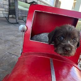 Kit - Brown and gray Wirehaired Pointing Griffon puppy in Douglas, Wyoming from Complete Game Griffs