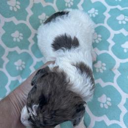 AKC Lightening - White male Poodle puppy in Athens, Tennessee from Paws & Kisses