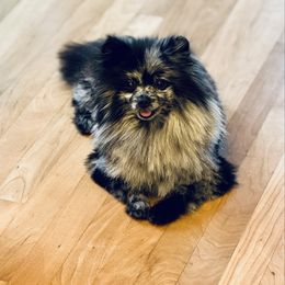 Cuda - Pomeranian