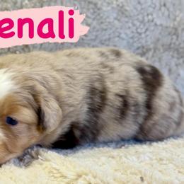 Denali - Red merle female Miniature Australian Shepherd puppy in South Central, Pennsylvania from Windy Hills Mini Aussies & Doodles