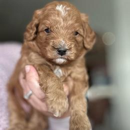 Cookie - Red female Cavapoo puppy in Liberty Hill, Texas from Cuddlebug Cavapoos of Austin