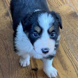 Female 2 - Tri-color female Border Collie puppy in Shell Knob, Missouri from Stoneridge Kennel
