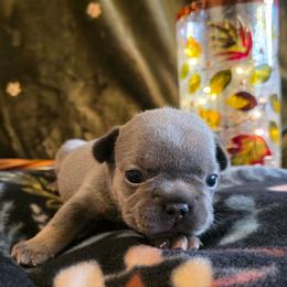 Autumn - Blue fawn female French Bulldog puppy in Columbia Falls, Montana from Glacier French Bulldogs of Montana