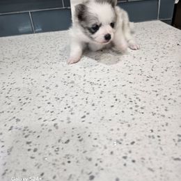 Aurora - Blue merle female Pomeranian puppy in Florida from Florida Girl Poms
